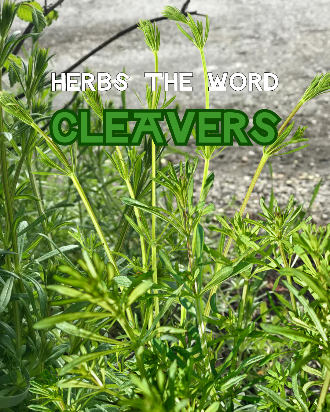 Herbs the Word: Cleavers for Lymphatic Support and Skin Health