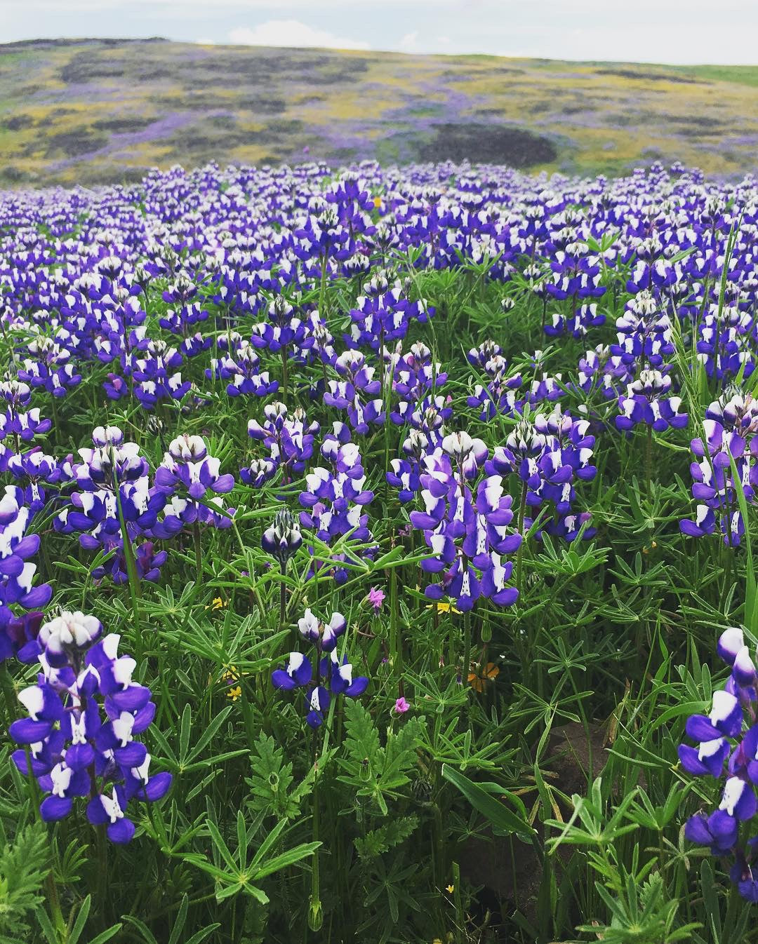 Springtime Resistance: Herbal Allies for Seasonal Wellness and Immunity