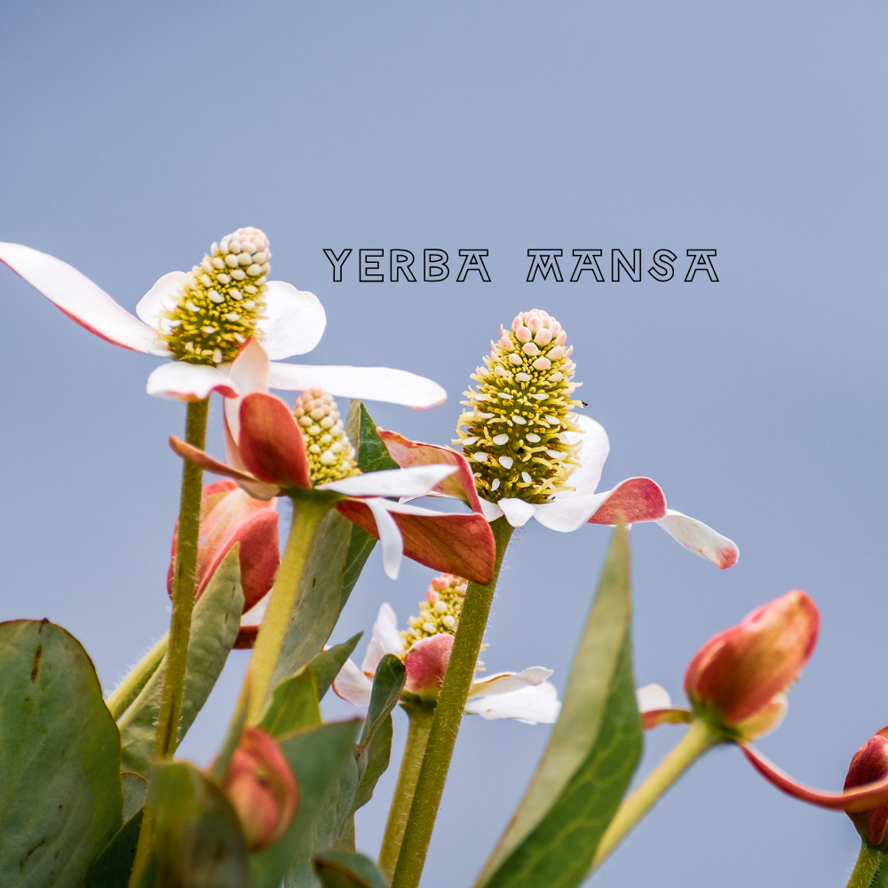 Yerba Mansa: Herbal Benefits for Respiratory, Digestive, and Inflammatory Support