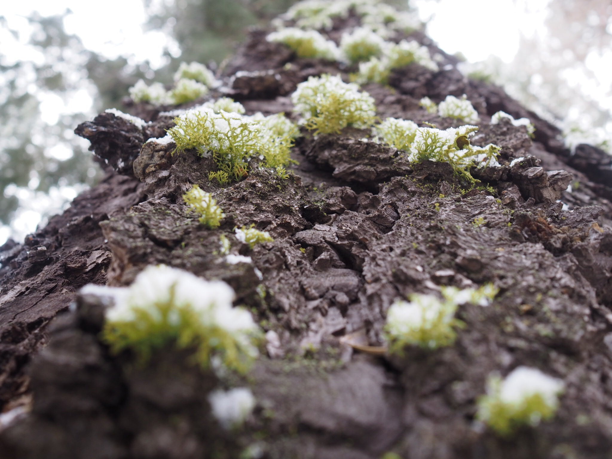 Re-Generation: Herbal Practices for Renewing Body, Mind, and Earth