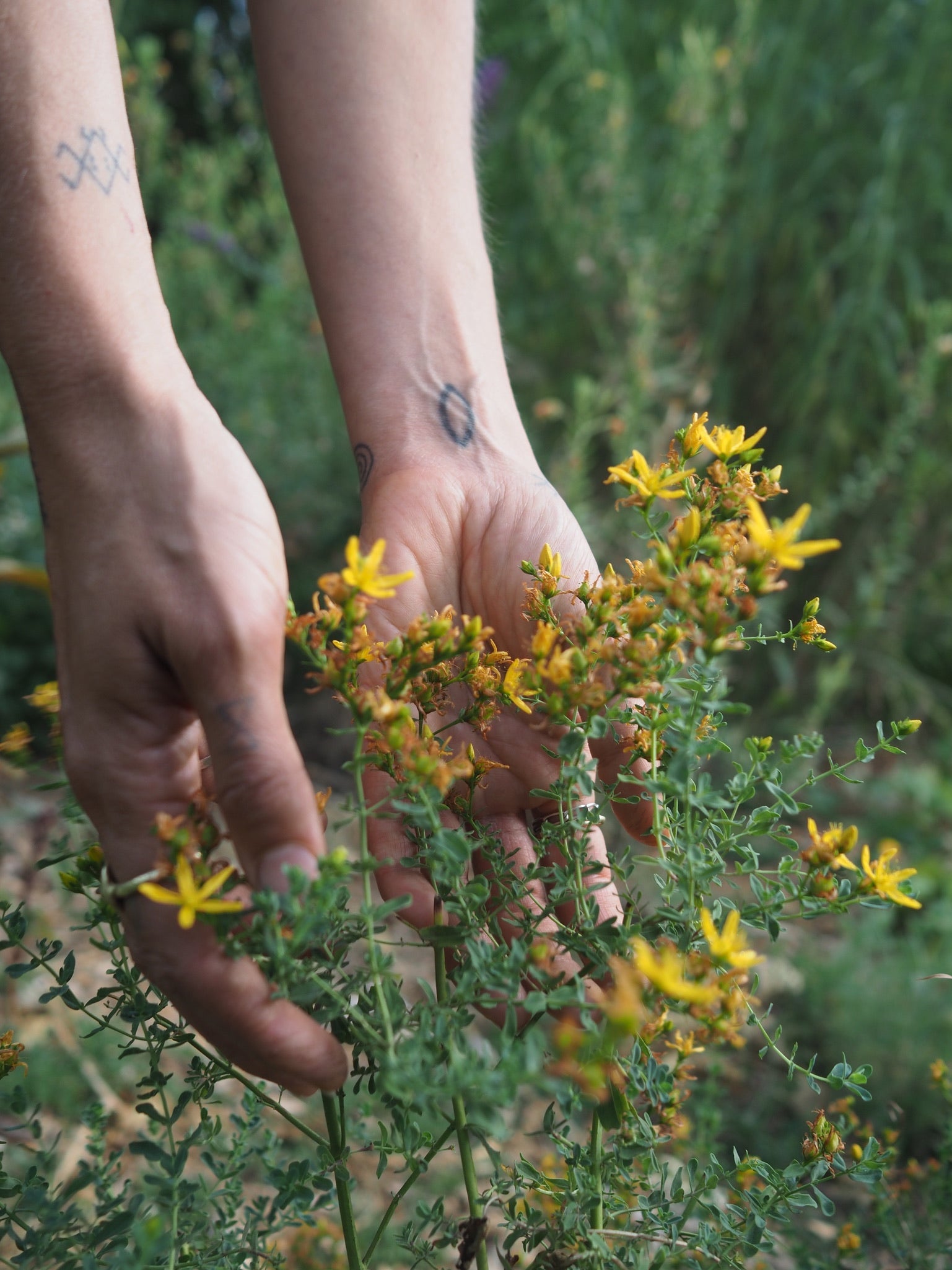 Plants for Protection: Herbal Allies for Energy, Boundaries, and Safety