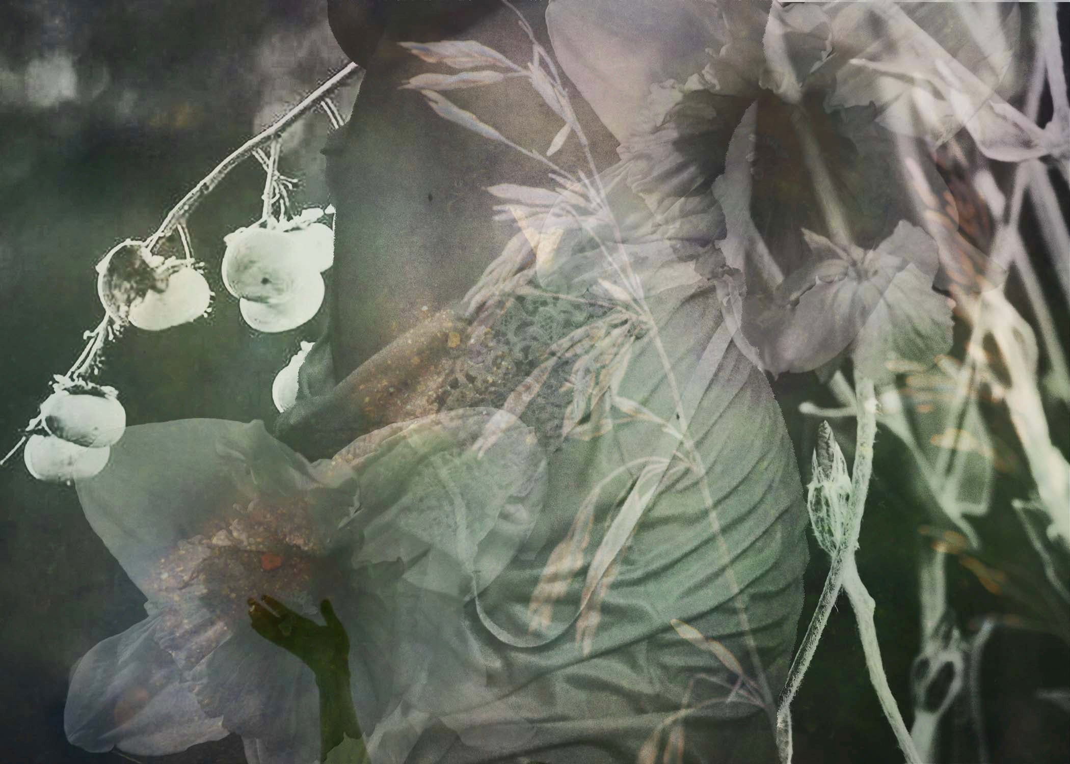 Tree Wisdom: Herbal Teachings and Healing Wisdom from Trees