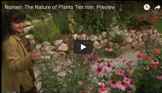 Numen: Tapping into the Spiritual Energy of Plants for Healing