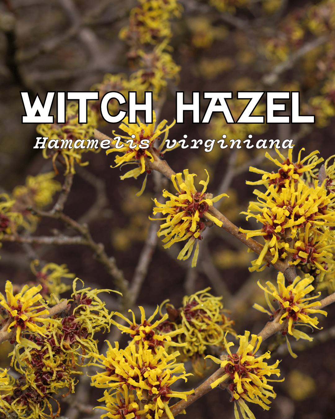 Plant Focus: Witch Hazel – Fat and the Moon