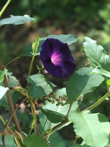 Who's Showing Up: Community, Ancestry, and Herbal Lineage in Modern Healing