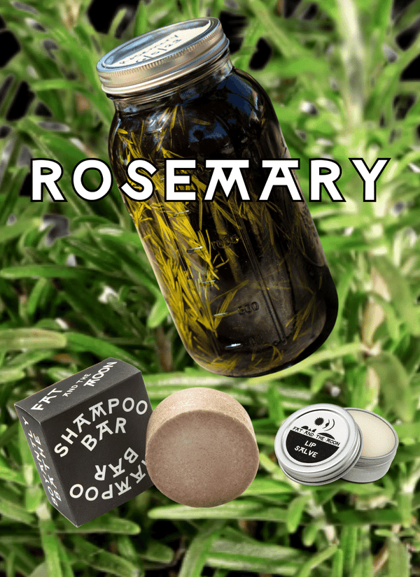 Plant Focus: Rosemary