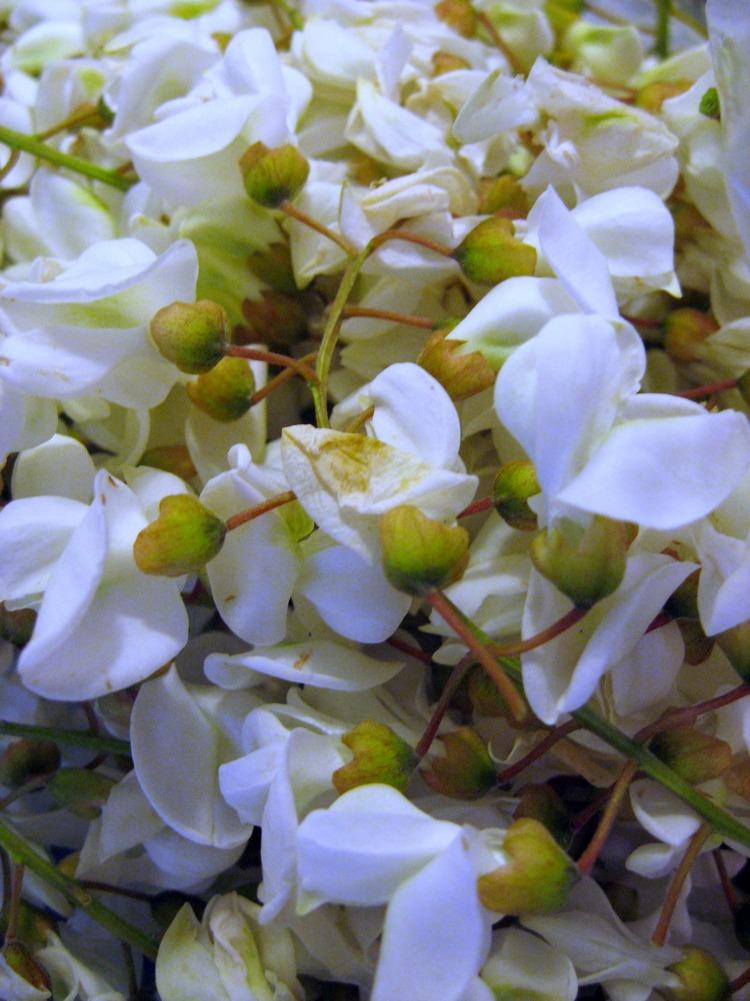 Wild Thing: The Power of Wildcrafted Herbs in Holistic Healing