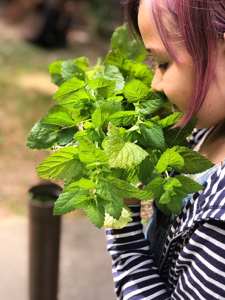 Lemon Balm: Calming Herbal Benefits for Stress, Sleep, and Digestion